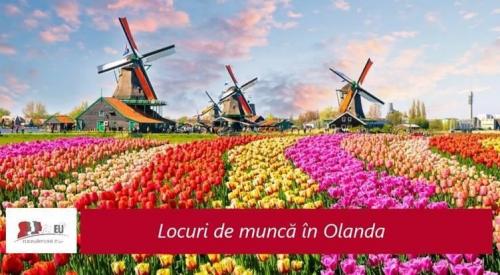 Joburi in Olanda