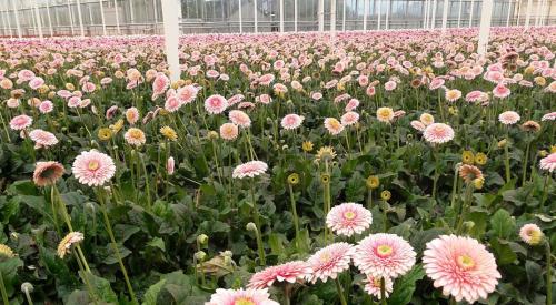 Olanda - recoltat flori in sere!